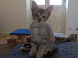À réserver : 4 chatons Savannah LOOF