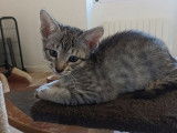 À réserver : 4 chatons Savannah LOOF