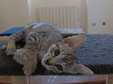 À réserver : 4 chatons Savannah LOOF