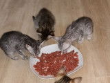 À réserver : 4 chatons Savannah LOOF