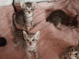 À réserver : 4 chatons Savannah LOOF