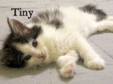 Disponibles à la vente : 3 chatons Maine Coon LOOF