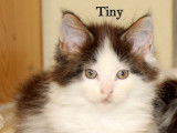 Disponibles à la vente : 3 chatons Maine Coon LOOF
