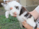 Disponibles à la vente : 3 chatons Maine Coon LOOF