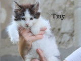 Disponibles à la vente : 3 chatons Maine Coon LOOF