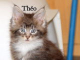 Disponibles à la vente : 3 chatons Maine Coon LOOF
