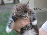 Disponibles à la vente : 3 chatons Maine Coon LOOF