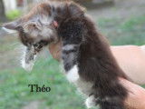 Disponibles à la vente : 3 chatons Maine Coon LOOF