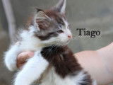 Disponibles à la vente : 3 chatons Maine Coon LOOF