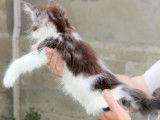 Disponibles à la vente : 3 chatons Maine Coon LOOF