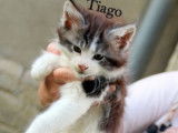 Disponibles à la vente : 3 chatons Maine Coon LOOF