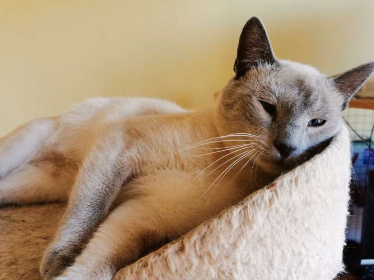 Un chat Siamois mâle non LOOF d’un an bleu point disponible à la vente