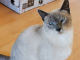 Un chat Siamois mâle non LOOF d’un an bleu point disponible à la vente