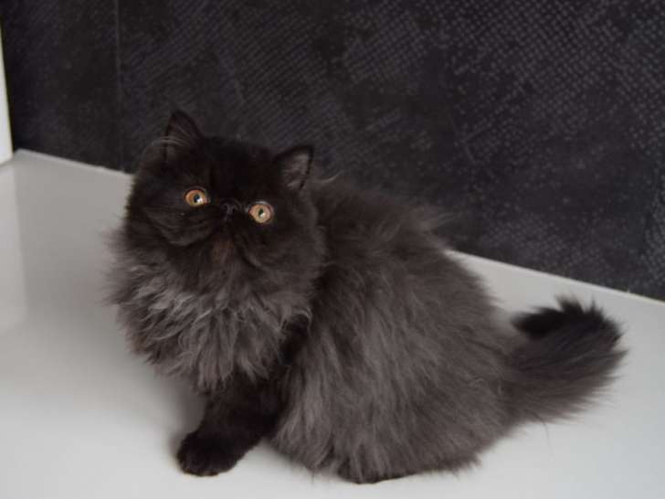 Un chat Persan femelle grise de 2 ans à vendre (LOOF)