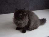 Un chat Persan femelle grise de 2 ans à vendre (LOOF)