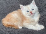 5 chatons Maine Coons (LOOF), à réserver