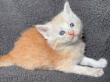 5 chatons Maine Coons (LOOF), à réserver