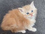 5 chatons Maine Coons (LOOF), à réserver