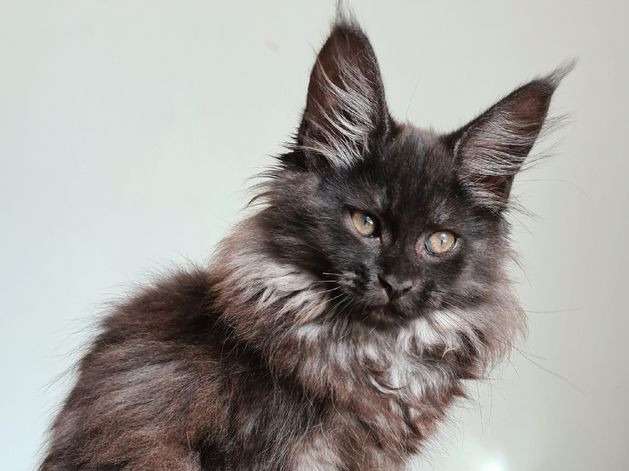 Une chatonne Maine Coon non LOOF black smoke