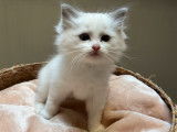 5 chatons Ragdolls à la réservation (LOOF)
