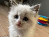5 chatons Ragdolls à la réservation (LOOF)