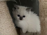 5 chatons Ragdolls à la réservation (LOOF)