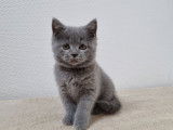 Vente de 3 chatons Scottish femelles bleues