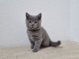 Vente de 3 chatons Scottish femelles bleues