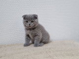 Vente de 3 chatons Scottish femelles bleues