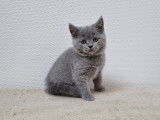 Vente de 3 chatons Scottish femelles bleues