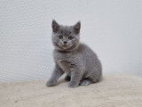 Vente de 3 chatons Scottish femelles bleues
