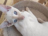 À vendre : 2 chatons Siamois Orientaux (LOOF)