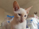 À vendre : 2 chatons Siamois Orientaux (LOOF)
