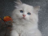 Des chatons Ragdolls LOOF à vendre