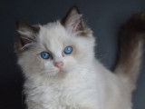 Des chatons Ragdolls LOOF à vendre