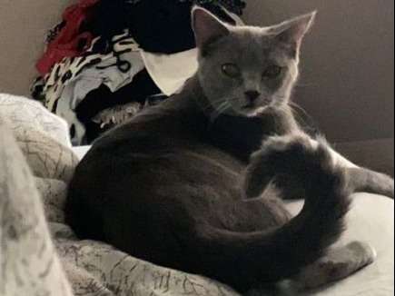 Une chatte Chartreux bleue d'un an et demi disponible