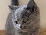 Chatons British Shorthair bleu LOOF &agrave; vendre