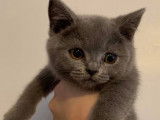 Chatons British Shorthair bleu LOOF &agrave; vendre