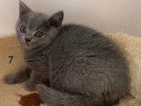 Chatons British Shorthair bleu LOOF &agrave; vendre