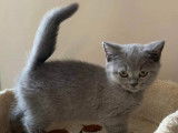 Chatons British Shorthair bleu LOOF &agrave; vendre