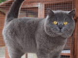 Chatons British Shorthair bleu LOOF &agrave; vendre