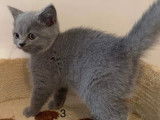 Chatons British Shorthair bleu LOOF &agrave; vendre