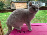 Chaton Scottish straight de 7 mois à vendre