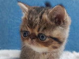 Un chaton Exotic Shorthair LOOF au pelage brown spotted tabby &agrave; r&eacute;server
