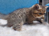 Un chaton Exotic Shorthair LOOF au pelage brown spotted tabby &agrave; r&eacute;server