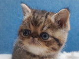 Un chaton Exotic Shorthair LOOF au pelage brown spotted tabby &agrave; r&eacute;server