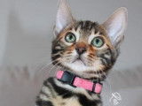 Chaton femelle Bengal &agrave; vendre