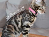 Chaton femelle Bengal &agrave; vendre