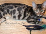 Chaton femelle Bengal &agrave; vendre