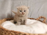 2 chatons mâles Scottish Straight LOOF à réserver